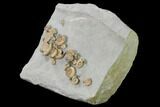 Fossil Ammonite (Promicroceras) Cluster on Limestone - Lyme Regis #171268-4